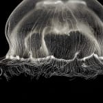 Jan C. Schlegel, Moon Jellyfish #2 (Aurelia Aurita), 2023