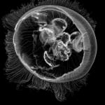 Jan C. Schlegel, Moon Jellyfish #1 (Aurelia Coreulea), Cape Town, 2023