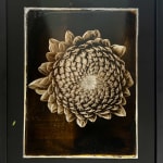 Jan C. Schlegel, Plate #7, 2025