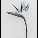 Vee Speers, Botanica #9 (Eustoma Grandiflorum), 2016