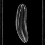 Jan C. Schlegel, Comb Jellyfish (Beroe Cucumis), Cape Town, 2023