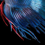 Tim Flach, Mask - Head Protector, 2008
