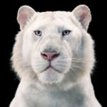 Tim Flach, Mask - Head Protector, 2008