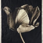 Jan C. Schlegel, Tulip #1, 2023