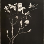 Jan C. Schlegel, Magnolias, 2021