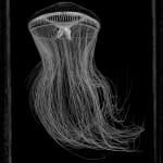 Jan C. Schlegel, Crystal Jellyfish (Aequorea Forskalea), 2023