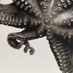 Jan C. Schlegel, Octopus Vulgaris, 2018
