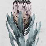 Vee Speers, Botanica #30 (Alstroemeria), 2016