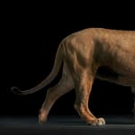 Tim Flach, Lion Walking, 2024