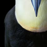 Tim Flach, Toco Toucan - Front On, 2021
