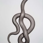 Jan C. Schlegel, Naja kaouthia leucistic (Cobra), 2021