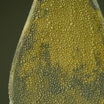 Eunsol Kim, 'Condensation' Series C1, Glazed Ceramic Sculpture in Green, The Netherlands, 2025