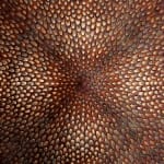 Kate MccGwire, SEPAL (Pica Pica) , 2023