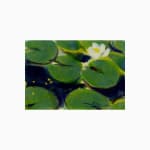 Teruko Yokoi, Ohne Titel (Japanese Diary - Water Lily), n.d.