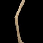 UNIDENTIFIED ARTIST, PROBABLY YANOMAMI, Bowl, c. 1980s