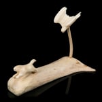 KENOJUAK ASHEVAK, C.C., R.C.A. (1927-2013) KINNGAIT (CAPE DORSET), Tuulliq Taanisiqtuq (Dancing Loon), 2006 #11