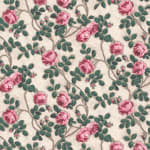 Roses Pompadour 75a