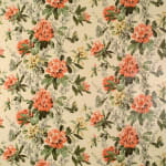 Gwynneth Apricot