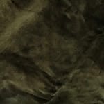 Dauphine Juniper