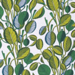 Calathea Chartreuse