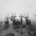 Black-and-white photograph of a museum diorama of five antelope on a savannah facing the viewer