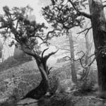 Black-and-white photograph of a museum diorama of pine trees with twisting branches against a painted backdrop of desert rock formations