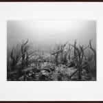 Framed black-and-white photograph of a museum diorama of prehistoric squid on the seafloor