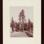 Framed brown-toned vertical photograph of two side-by-side redwood trees in a clearing next to a wooden fence