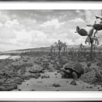 Framed black-and-white photograph of a museum diorama with giant tortoises amid a rocky field of cacti