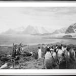 Framed black-and-white photograph of a museum diorama of penguins and seagulls gathered on a rocky beach against a painted backdrop of glaciers and snowy mountains on a bay
