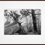 Framed black-and-white photograph of a museum diorama of pine trees with twisting branches against a painted backdrop of desert rock formations