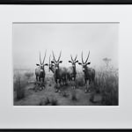 Framed black-and-white photograph of a museum diorama of five antelope on a savannah facing the viewer