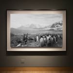 Install view of a framed black-and-white photograph of a museum diorama of penguins and seagulls gathered on a rocky beach against a painted backdrop of glaciers and snowy mountains on a bay