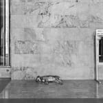 JOHN RIDDY, Palermo, 2012–16, (Series)