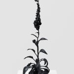 DOROTHY CROSS, Foxglove, 2023