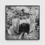 DAYANITA SINGH, Passion II, 2024