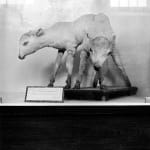 DAYANITA SINGH, Wildlife of India, 2024