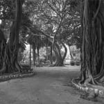 JOHN RIDDY, Palermo, 2012–16, (Series)