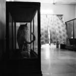 DAYANITA SINGH, Wildlife of India, 2024