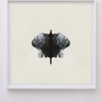 CORNELIA PARKER, Poison and Antidote Drawing, 2010 (Series)