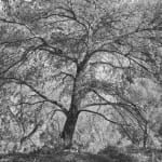 JOHN RIDDY, Le Tholonet (Pine), 2024