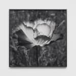 DAYANITA SINGH, Passion II, 2024