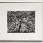 JOHN RIDDY, Le Tholonet (Pine), 2024