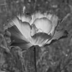 DAYANITA SINGH, Passion II, 2024