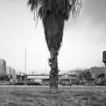 JOHN RIDDY, Palermo, 2012–16, (Series)