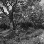 JOHN RIDDY, Le Tholonet (towards Bibémus), 2024