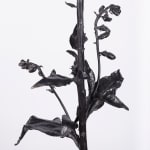 DOROTHY CROSS, Foxglove, 2024