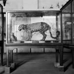 DAYANITA SINGH, Wildlife of India, 2024