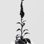 DOROTHY CROSS, Foxglove, 2023