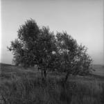 Eurico Lino do Vale, Volterra XVII, 1997